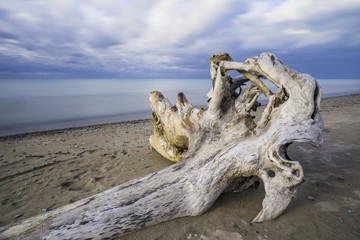 Fototapeta premium Closeup of beautiful driftwood lying on sandy shore of tranquil beach