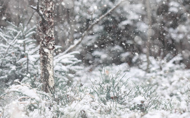 Winter forest. Landscape of winter forest on a sunny day. Snow-c