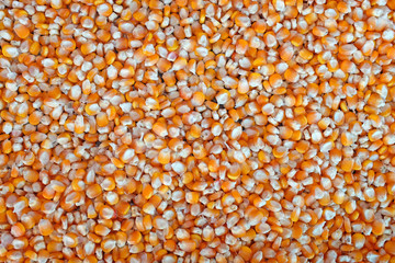 corn grains. Whole background.