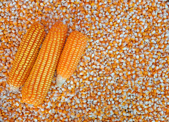 smash corn on corn grains, Whole background.