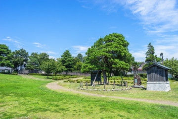 朝顔の松公園