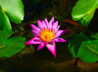 Pink lotus have leaf background in water
