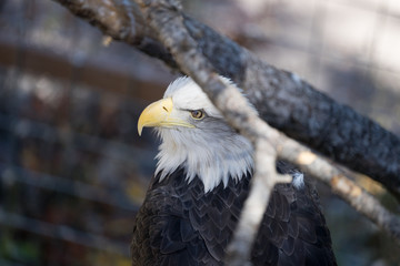 Hiding Bald Eagle