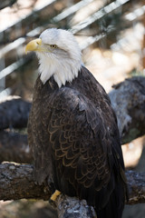Bald Eagle Thinking