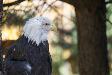 Bald Eagle Profile