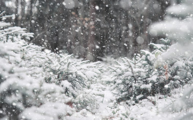 Winter forest. Landscape of winter forest on a sunny day. Snow-c