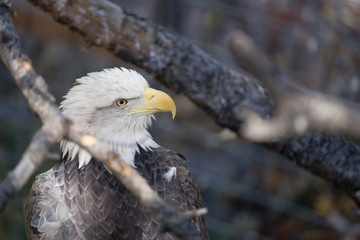Profile Bald Eagle