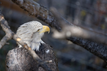 Bald Eagle Side View