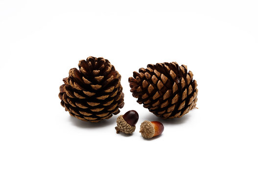 Pine cone and acorn ornament on white background