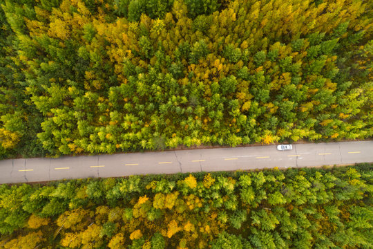 aerial shot of trail in the autumn forest landscape