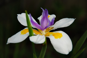 Dietes