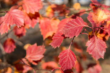 Autumn red leaves. Tree in a park on sunny day