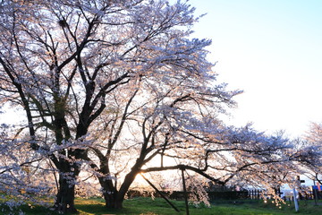 桜