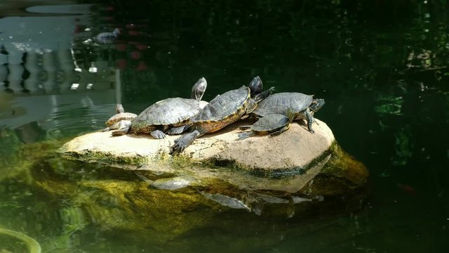 Tortoises relaxing and enjoying the sunshine