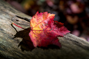 Changing Leaves