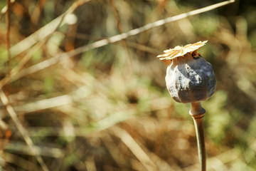 Dry poppy capsule with seeds on autumn field