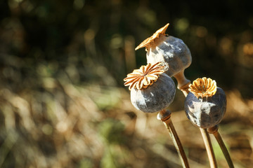Dry poppy capsules with seeds on autumn field