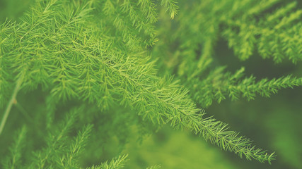 Blurred image, green fern leaves with vintage color tone process for nature background