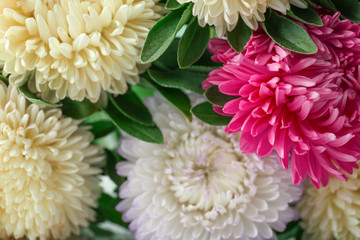 Beautiful chrysanthemum flowers, closeup