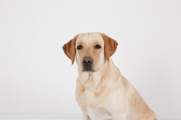Cute Labrador Retriever on white background