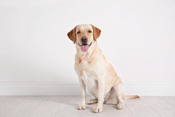 Fototapeta na wymiar Cute Labrador Retriever sitting on floor against white wall