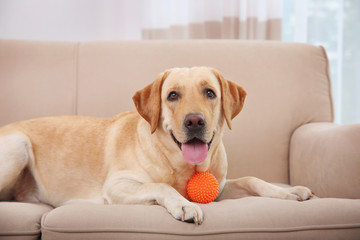 Cute Labrador Retriever playing with ball at home