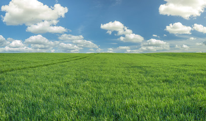Obraz premium green field, panorama