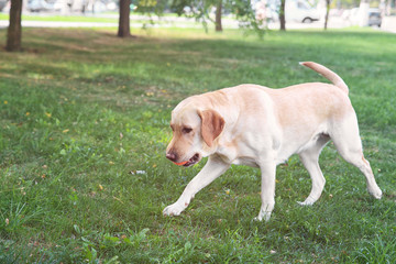 Cute Labrador Retriever playing with ball in park