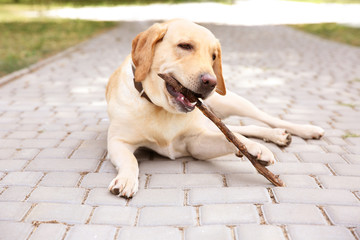 Cute Labrador Retriever with wooden stick lying on sidewalk in park