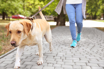 Woman walking Labrador Retriever on lead in park
