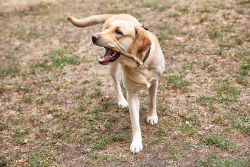Cute Labrador Retriever playing with wooden stick in park