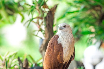 Eagle sitting on the branch, leaf blurred green nature background.