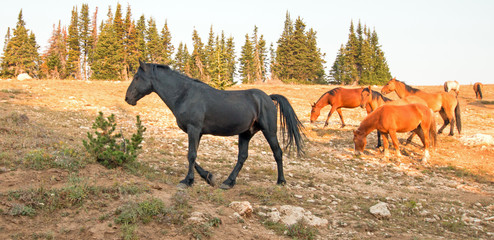 Wild Horse Black Stallion walking with his small herd in the Pryor Mountains Wild Horse Range in Montana United States