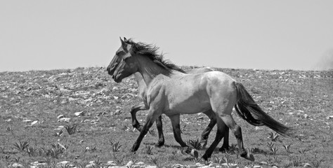 Two wild horses running in the mountains of USA - black and white