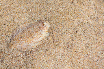 Close up underwater photo of flat sole fish burying in sand beach sea bottom. Protective camouflage, mimicry and ocean floor imitation pattern of flounders and flatfishes. Marine animals background.