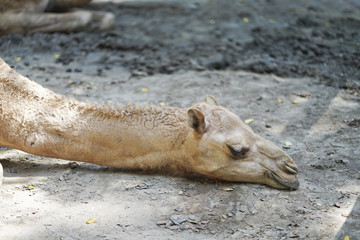 Fototapeta premium Camel sleeping on the ground.