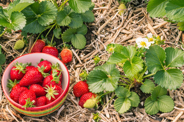 organically grown strawberry plants with ripe strawberries in china bowl