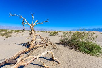 Mesquite sand dunes in desert of Death Valley, California, USA.