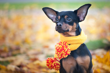 Beautiful dog, a puppy in a yellow scarf with pampons sitting on a background of autumn foliage. Space for text. Lovely, funny puppy