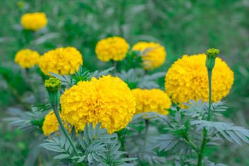 Group Beautiful marigold flowers in the garden.