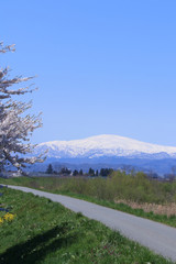桜と月山