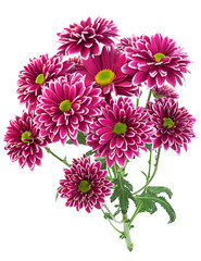 Purple chrysanthemum flower closeup