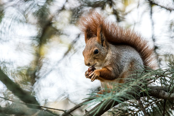 squirrel sitting on fir tree branch in park and eating nut