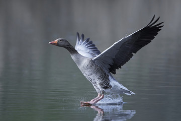 Greylag goose (Anser anser)