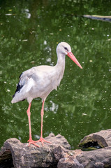 White stork standing on stone.