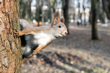 red squirrel sitting on tree trunk in search of food on blurred autumn park background