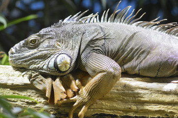 Iguana 01