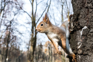 Naklejka na ściany i meble funny little squirrel sitting on tree trunk on blurred autumn park scene background
