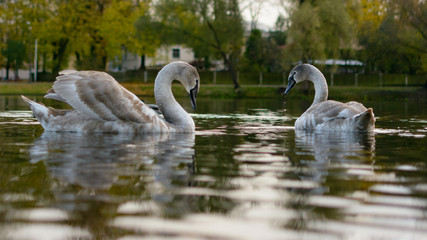 A pair of young swans swimming in a city lake.