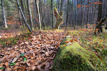 Forest fairytale scenic landscape with primeval forest in autumn, dead tree trunk with moss, foliage on floor